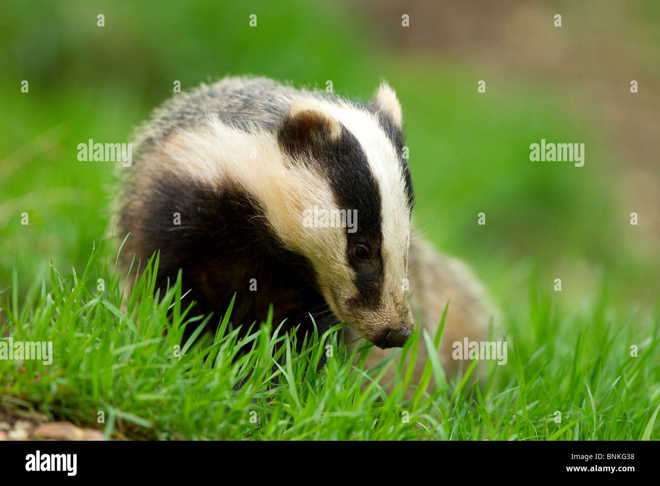 a badger looks for food in a woodland Stock Photo