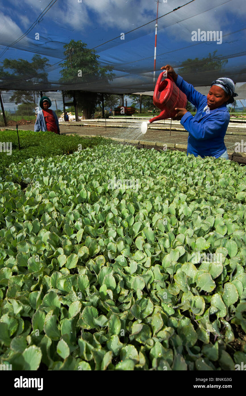 African woman working at a nursery watering cabbage plants. Cabbage is one of the most common