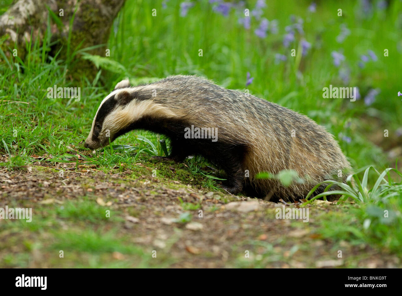 a badger searches for food in a woodland Stock Photo