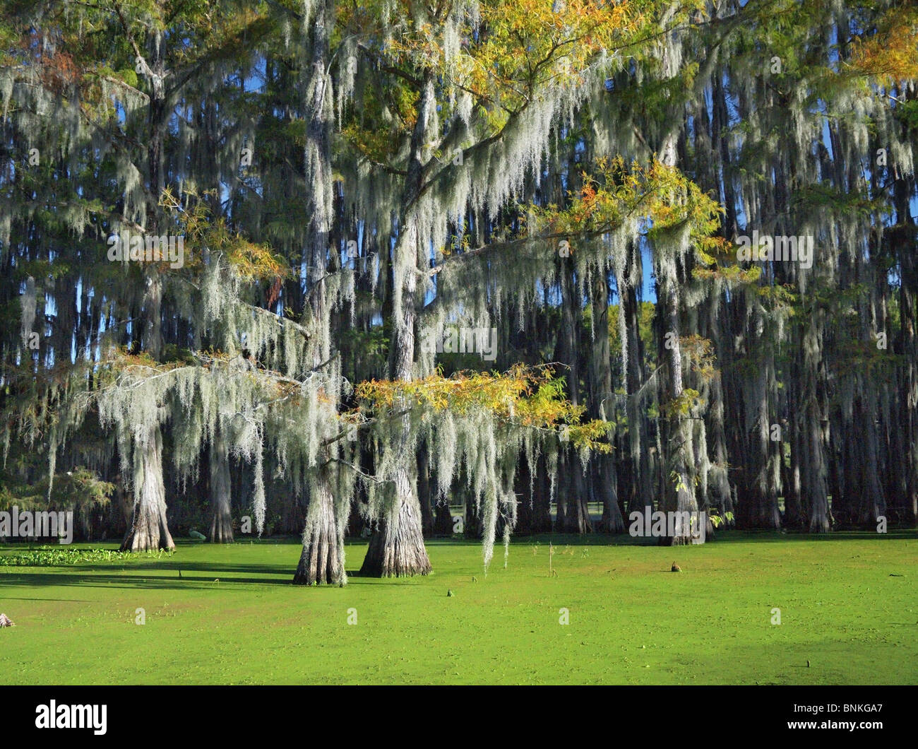 Cypress trees decorated with Spanish Moss populate the Caddo lake