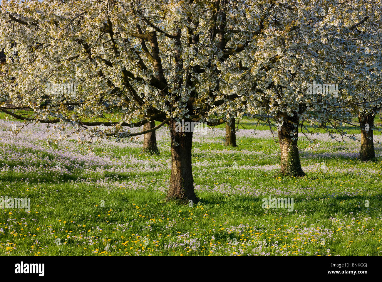 Brook Tü Switzerland canton St. Gallen trees blossoming cherry trees blossoms flourishes meadow flowers lady's smock spring Stock Photo