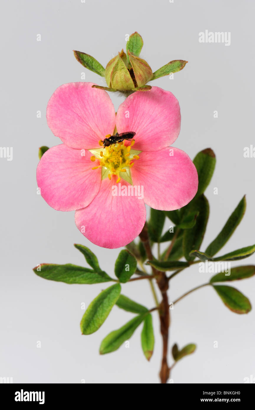 Flower of a pink rock rose (Potentilla fruticosa) with a small syrphid hover-fly Stock Photo