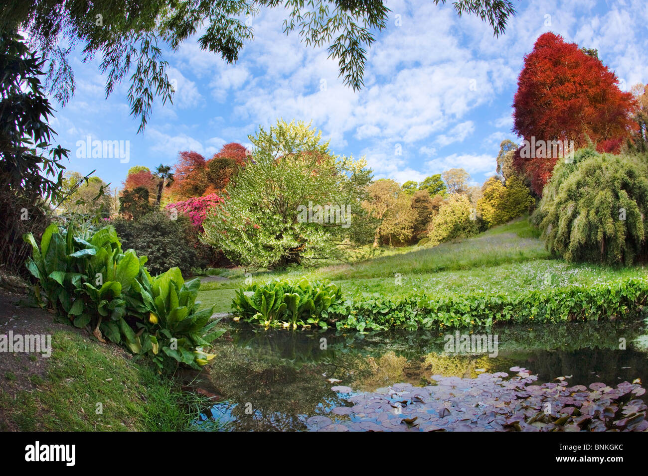 Trebah garden; Cornwall in spring Stock Photo