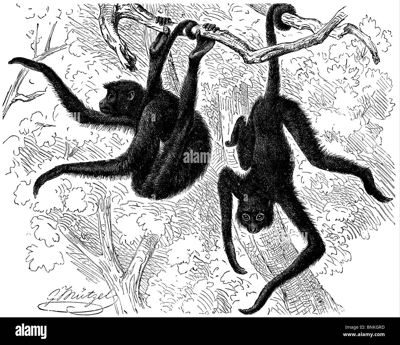 Black spider monkey, Ateles paniscus Stock Photo - Alamy