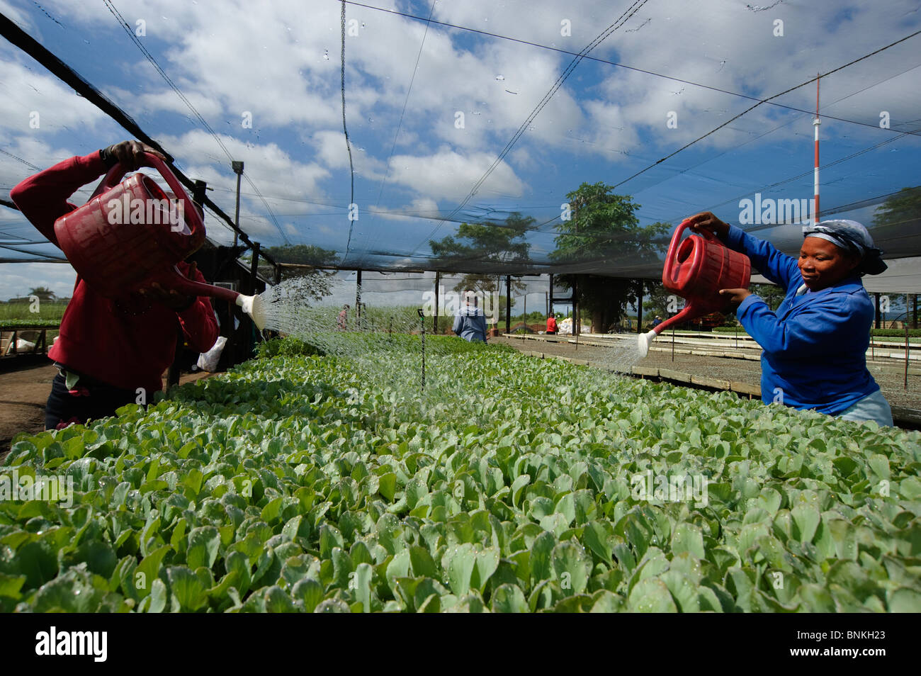 Cabbage is one of the most common plants grown in domestic vegetable