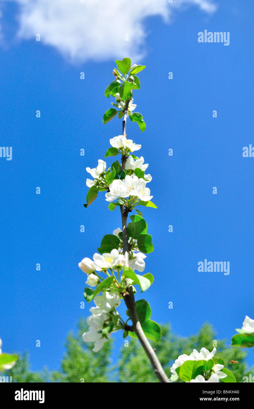 Branch with white flowers on a background of the blue sky Stock Photo ...