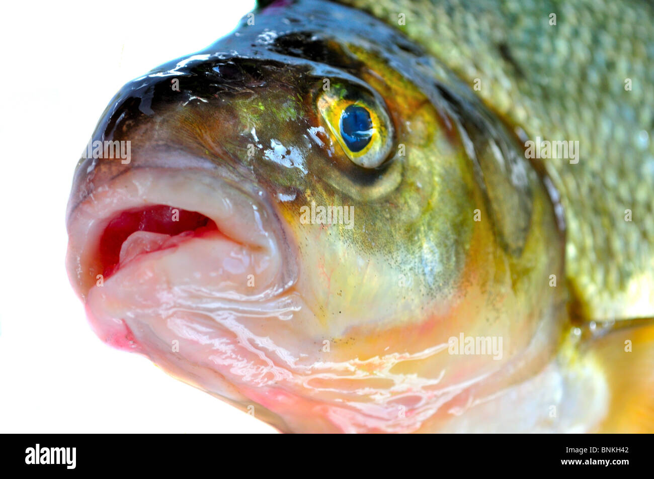Goldfish jumping hires stock photography and images Alamy