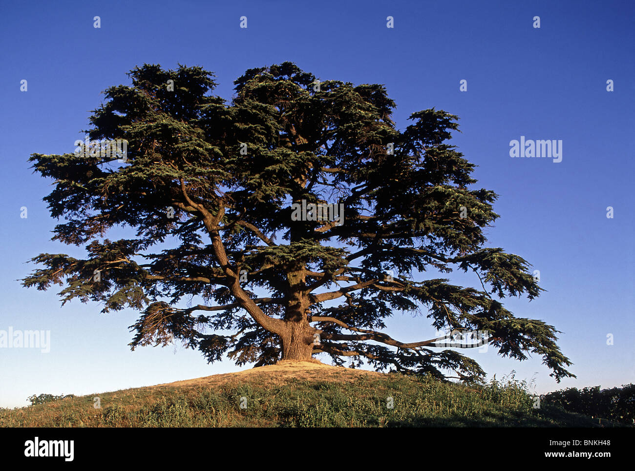 Italy Cuneo La Morra Langa Cedrus libani cedar tree Cordero di Montezemolo Stock Photo