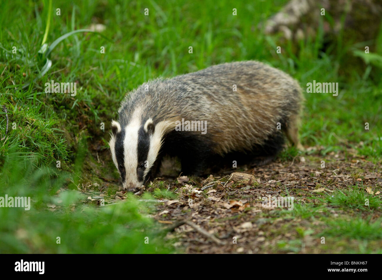 A badger searching for food in a woodland Stock Photo