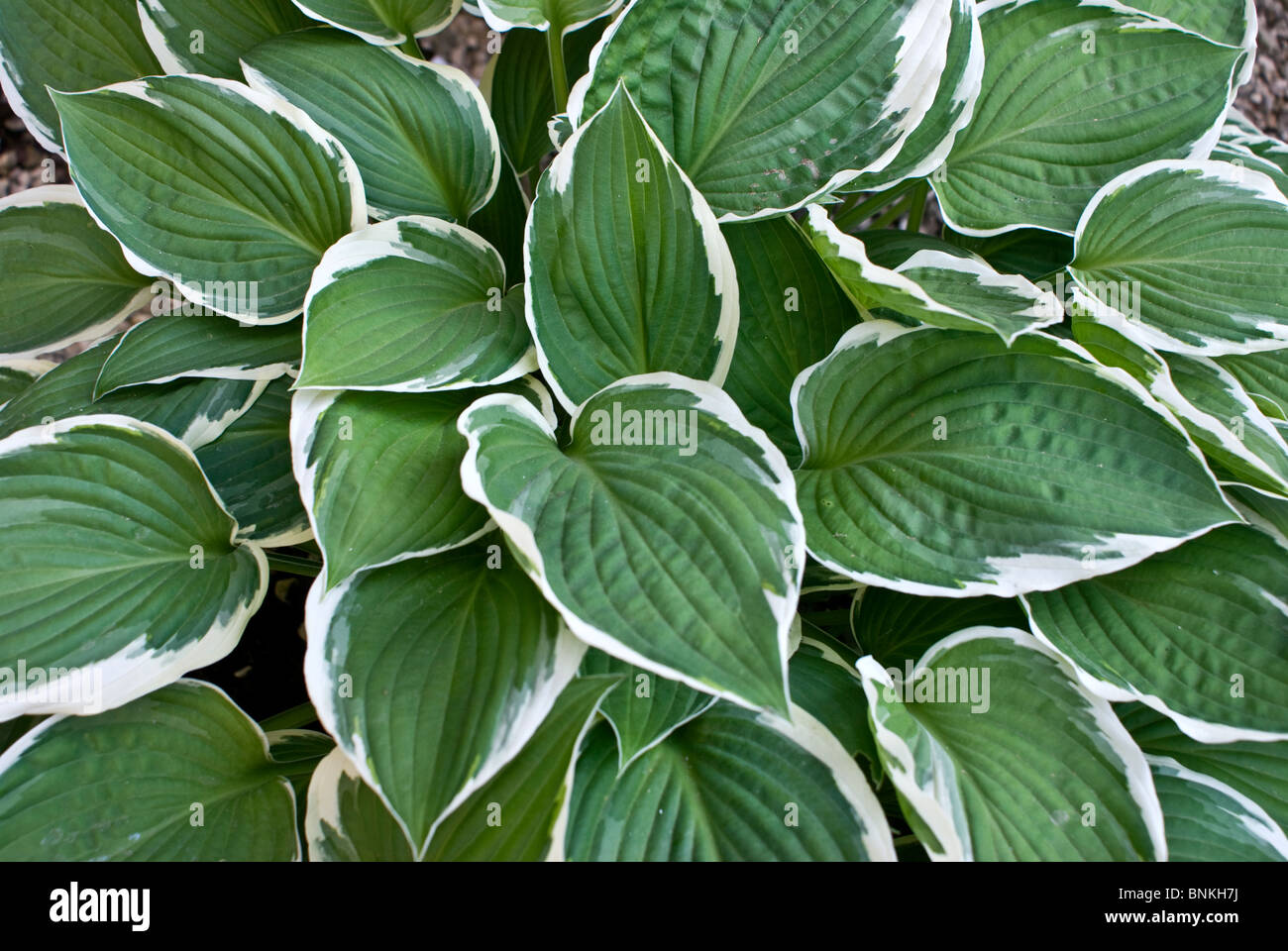variagated Green and White Hosta lily leaves Stock Photo