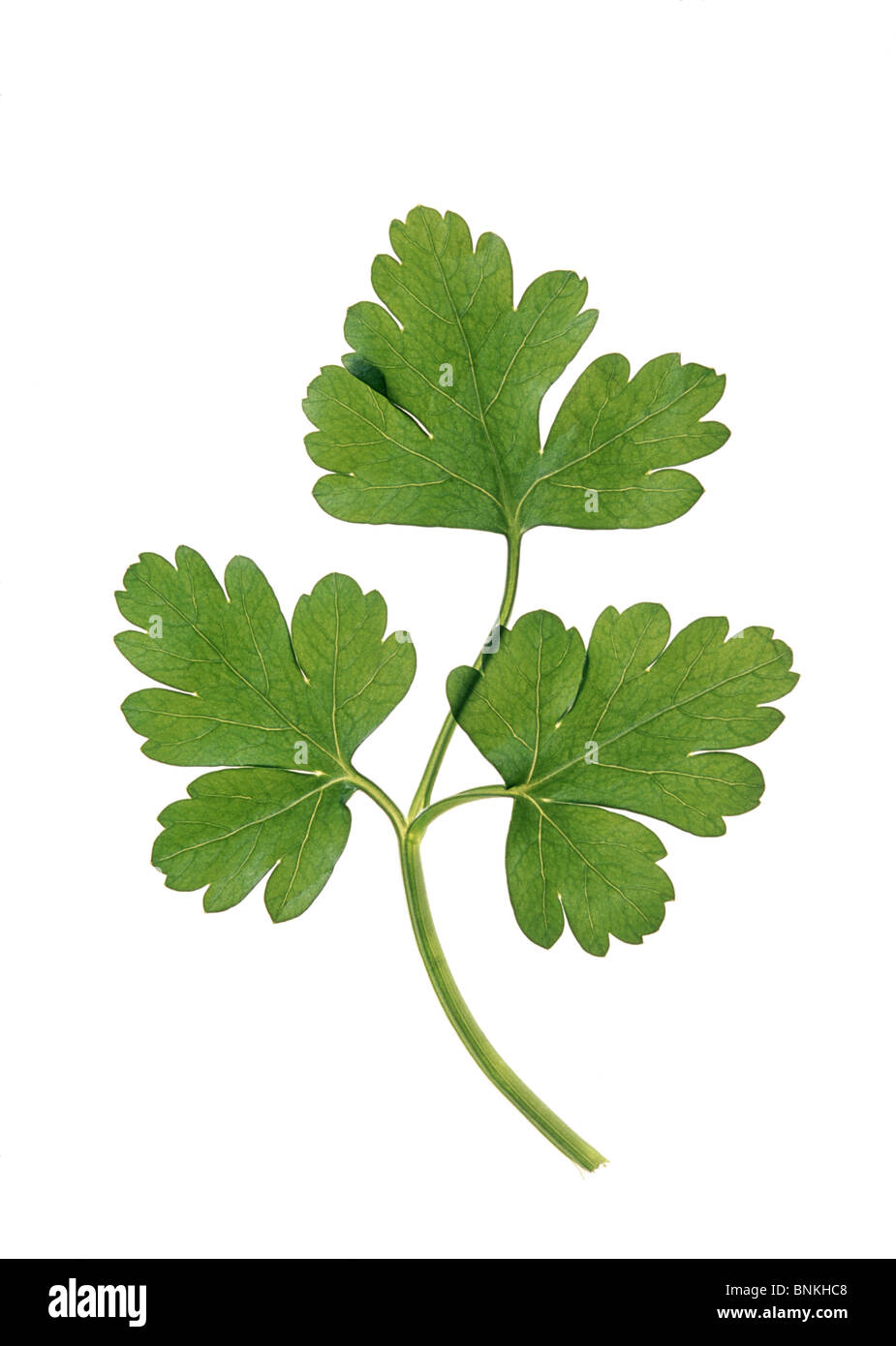 Spice herb tops parsley plant release sheet leaf Petroselinum hortense green Stock Photo