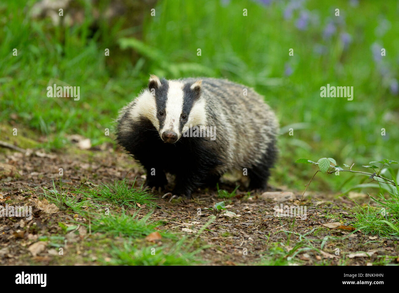 a badger looks ahead in a woodland Stock Photo