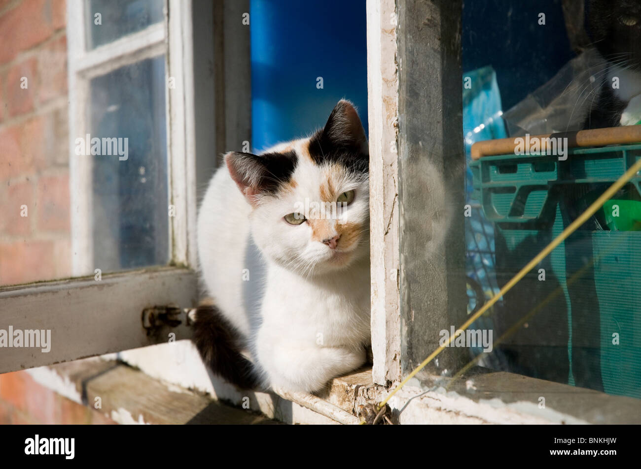 A cat looks out of the window of a farm building Stock Photo