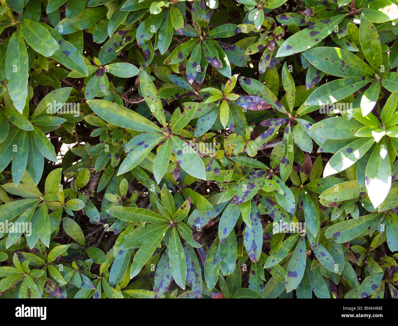 Leaf spot (Gloeosporium rhododendri) rust brown, dark brown lesions on Rhododendrom leaves Stock Photo