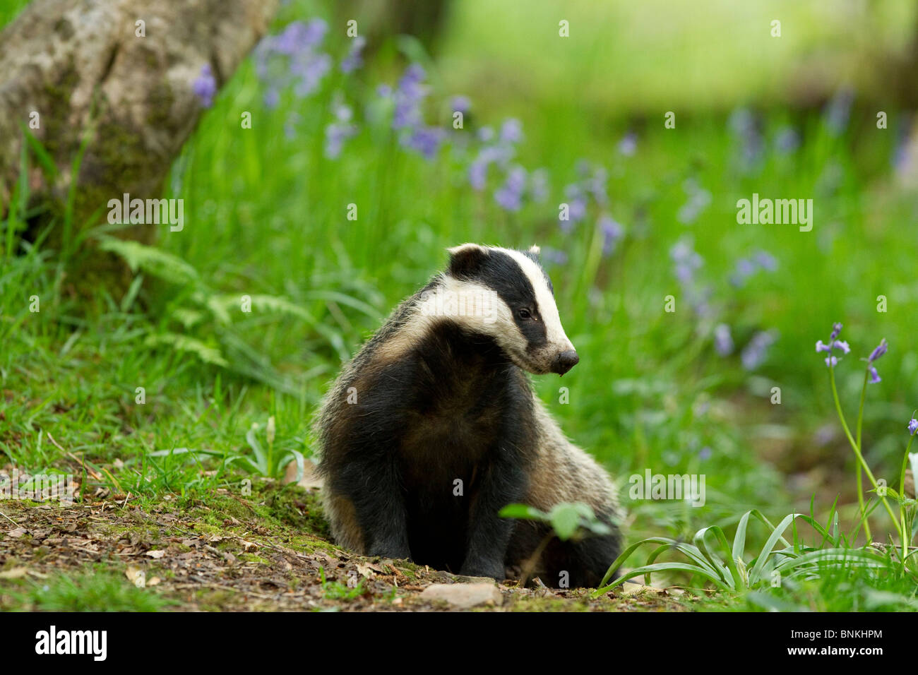 a badger sitting amongst the bluebells in a woodland Stock Photo