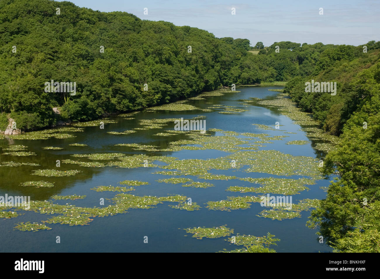 Western arm, Bosherston Lily Ponds, Stackpole National Nature Reserve ...
