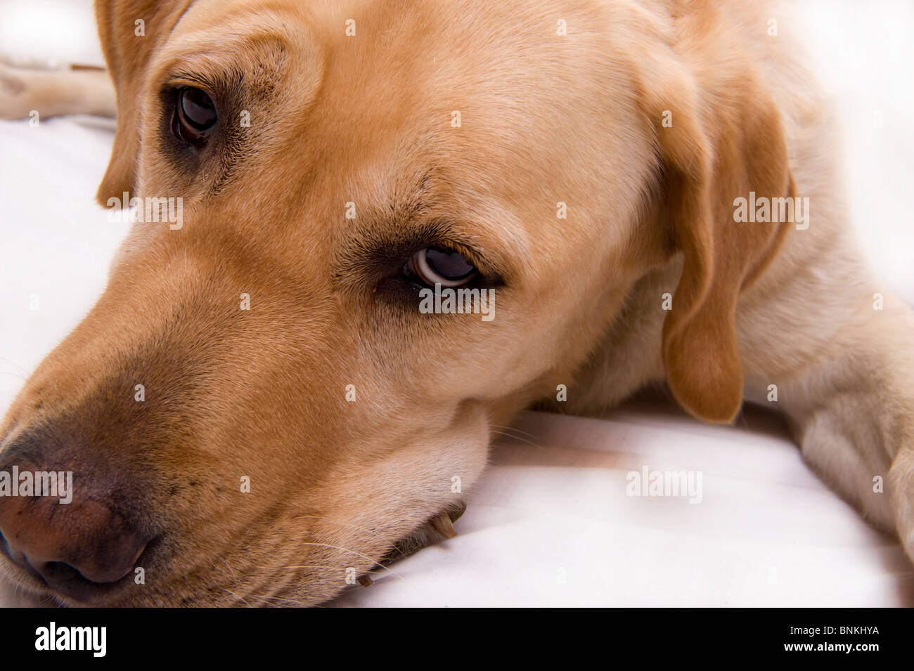 Golden Labrador in a studio setting Stock Photo