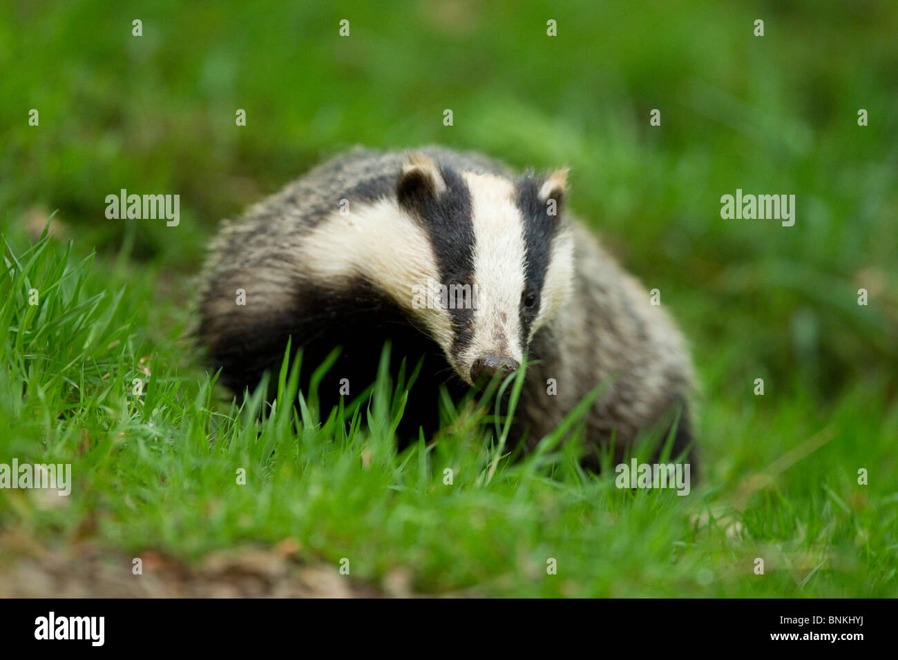 a badger looks ahead in a woodland Stock Photo