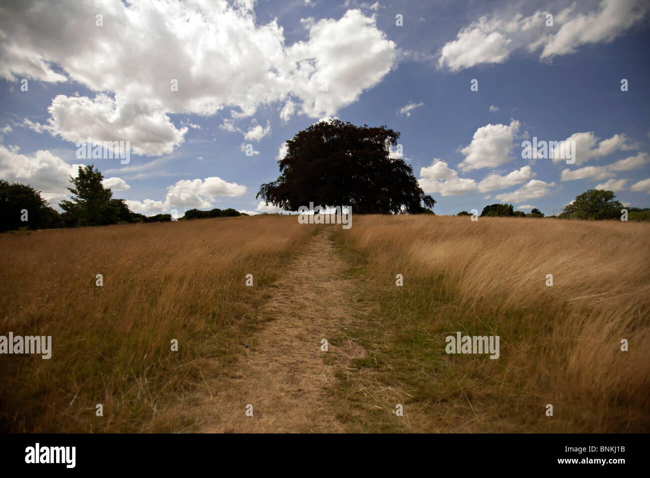 hampstead heath in london Stock Photo Alamy