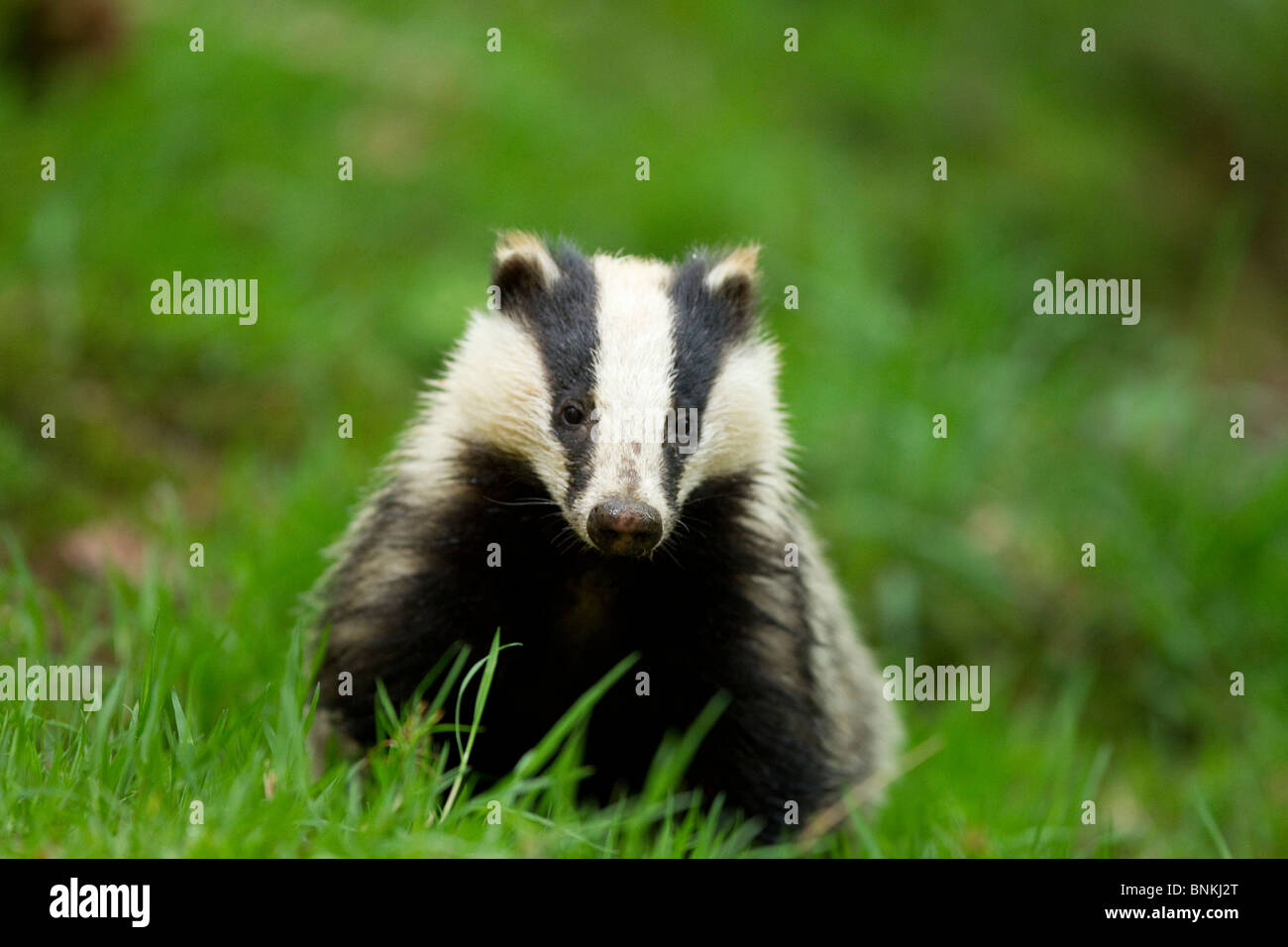 a badger looks up from feeding in a woodland environment Stock Photo
