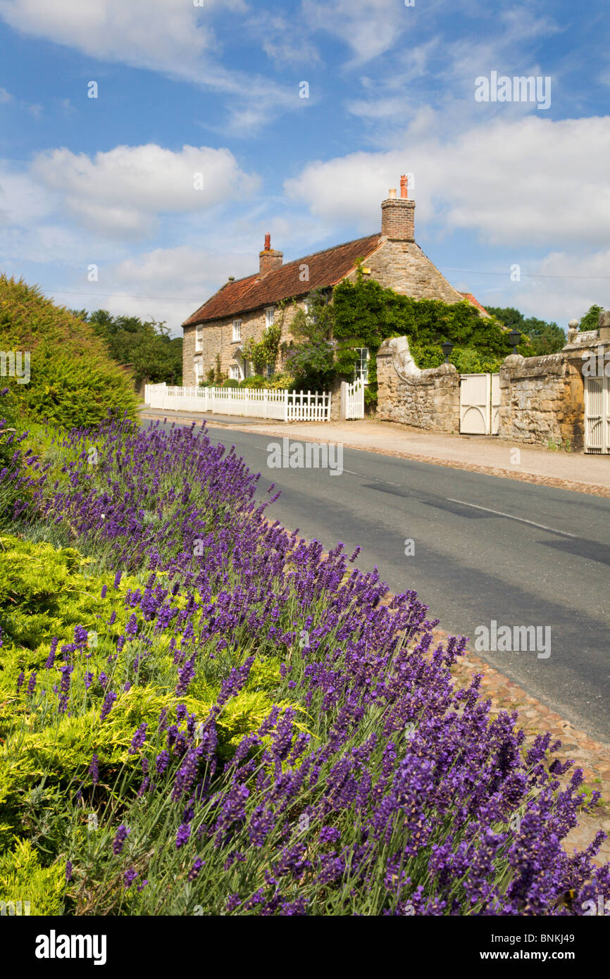 Lavender in Bloom at Coxwold North Yorkshire England Stock Photo