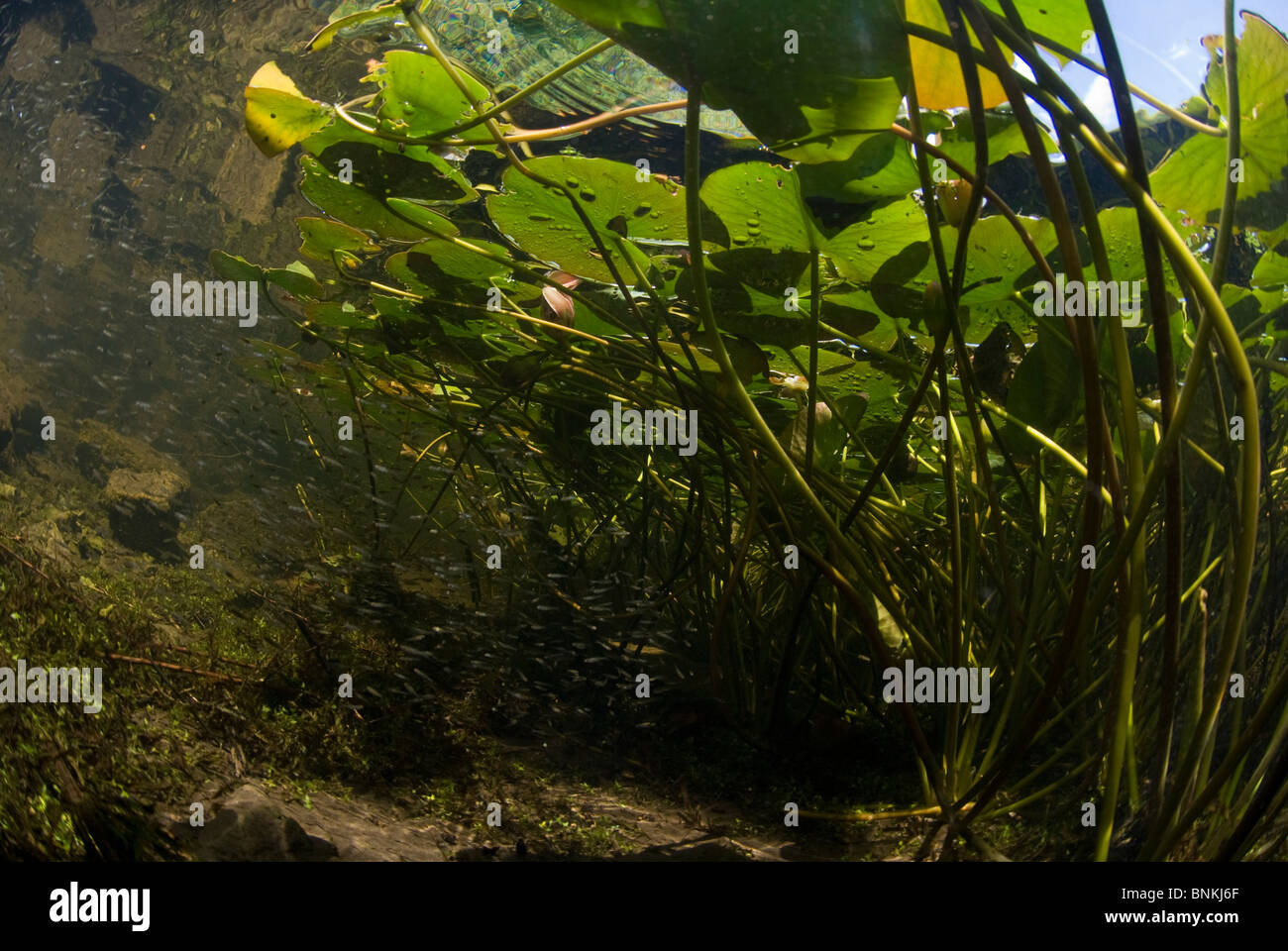 underwater, Bosherston Lily Ponds, Stackpole National Nature Reserve ...