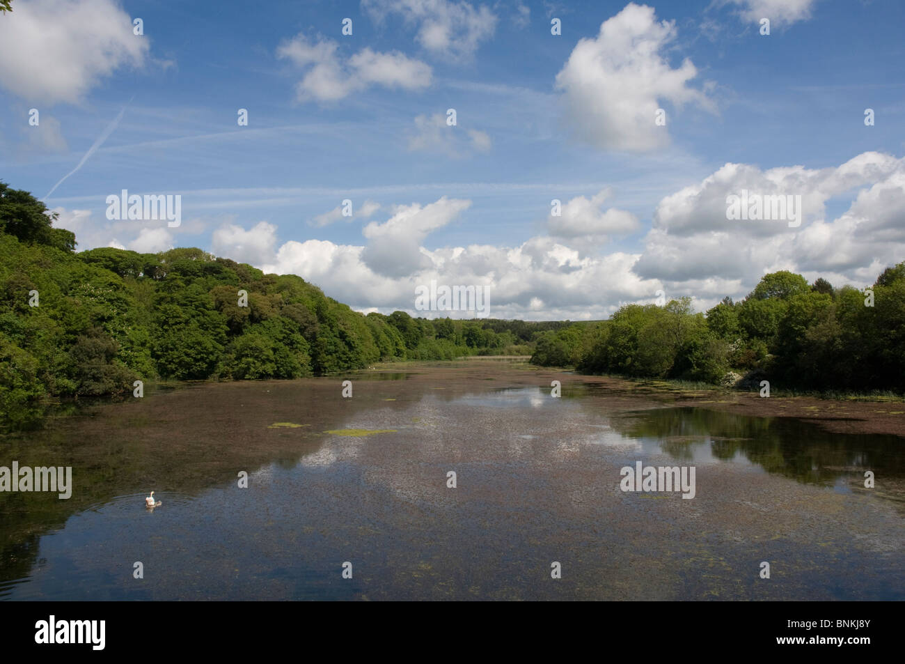Eastern arm, Bosherston Lily Ponds, Stackpole National Nature Reserve ...