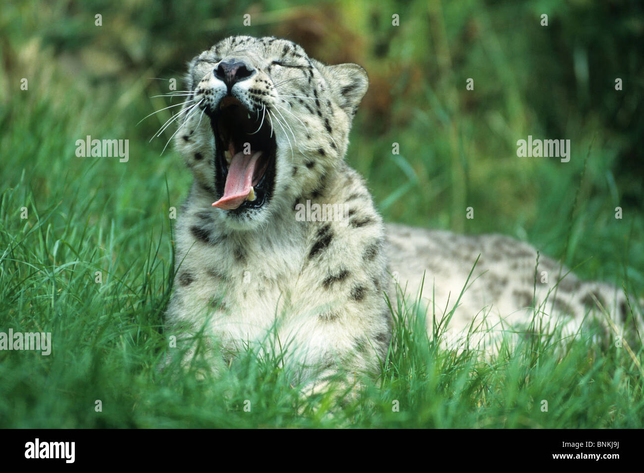 Snowy leopard Uncia uncia to cat Jung's animal animal beast yawning spotted with Stock Photo
