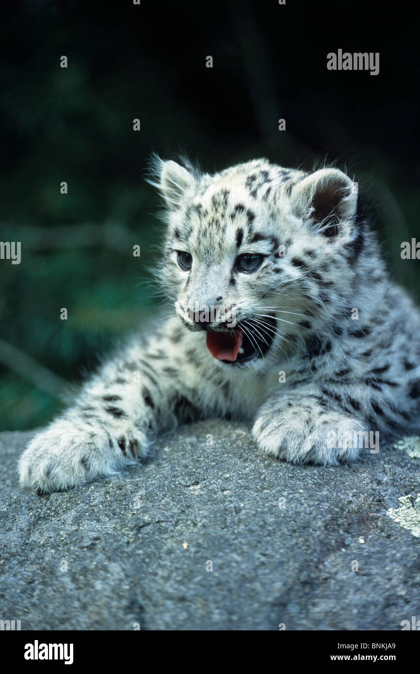 Snowy leopard Uncia uncia to cat Jung's animal animal beast Jung's animal Stock Photo