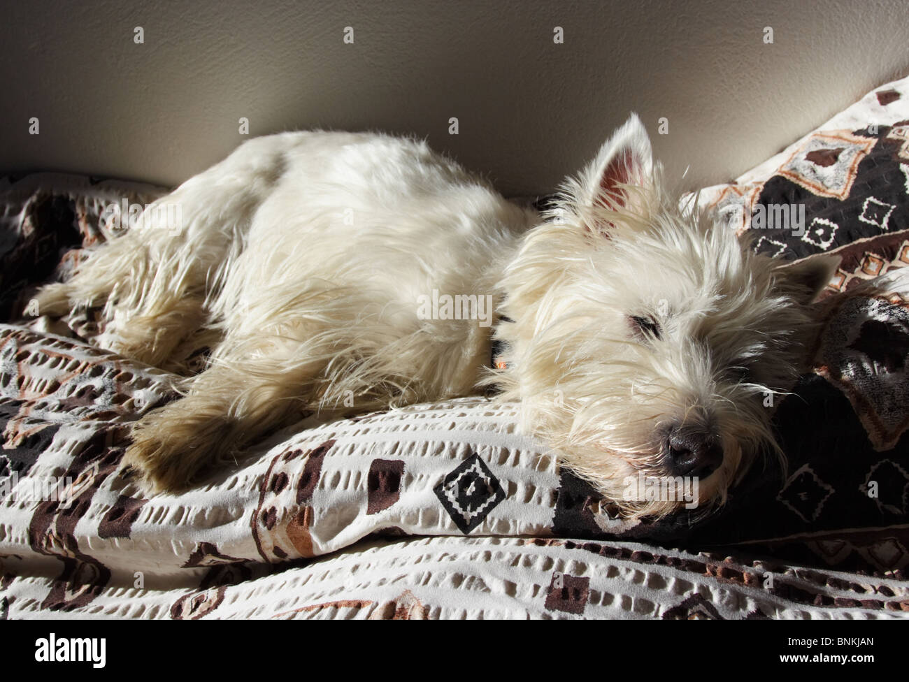 Dog westie sleeping on a bed Stock Photo Alamy