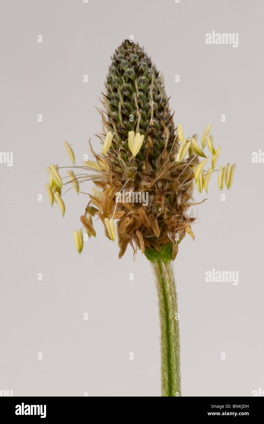 Ribwort (Plantago lanceolata) flower spike against a white background Stock Photo