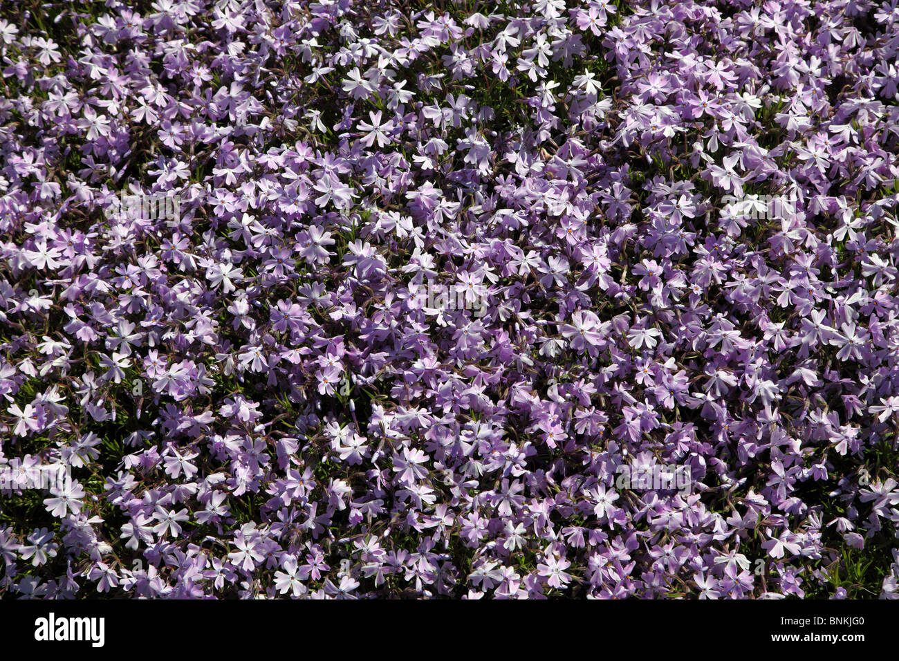 Phlox, Herbaceous, mat forming perennial Stock Photo