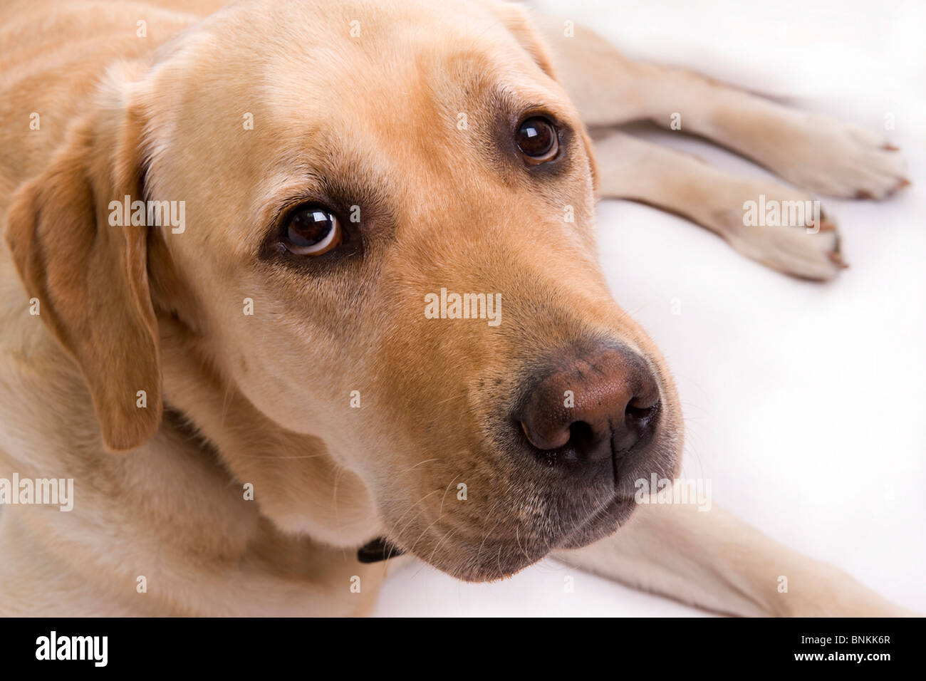 Golden Labrador in a studio setting Stock Photo