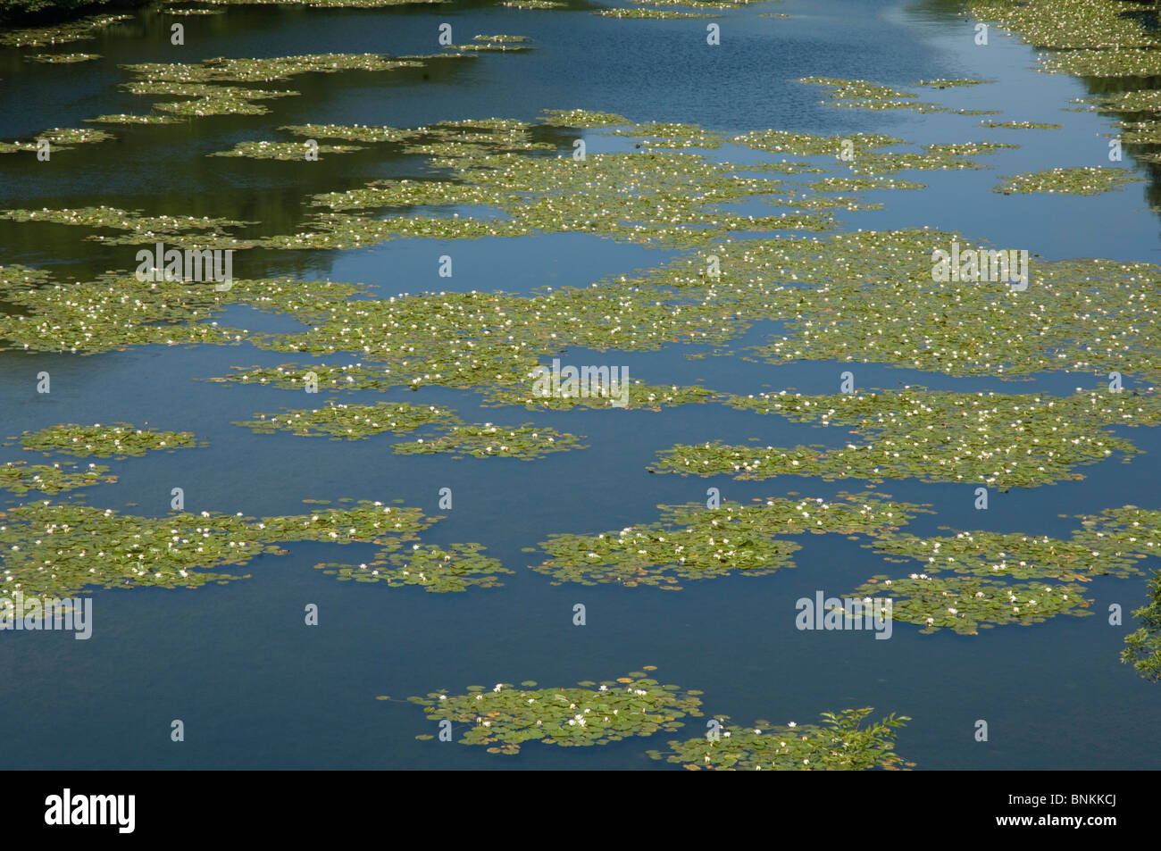 Western arm, Bosherston Lily Ponds, Stackpole National Nature Reserve ...