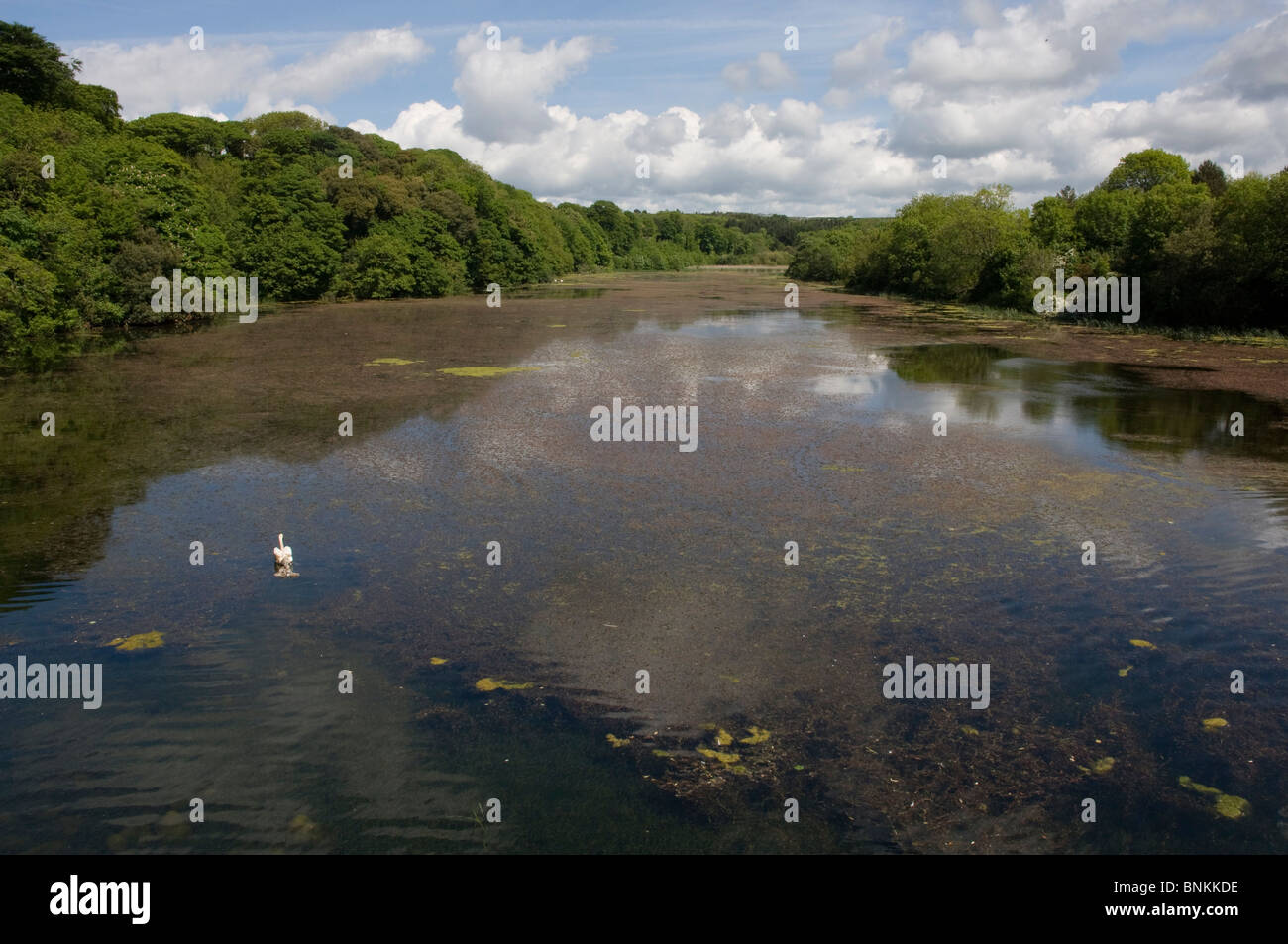 Eastern arm, Bosherston Lily Ponds, Stackpole National Nature Reserve ...