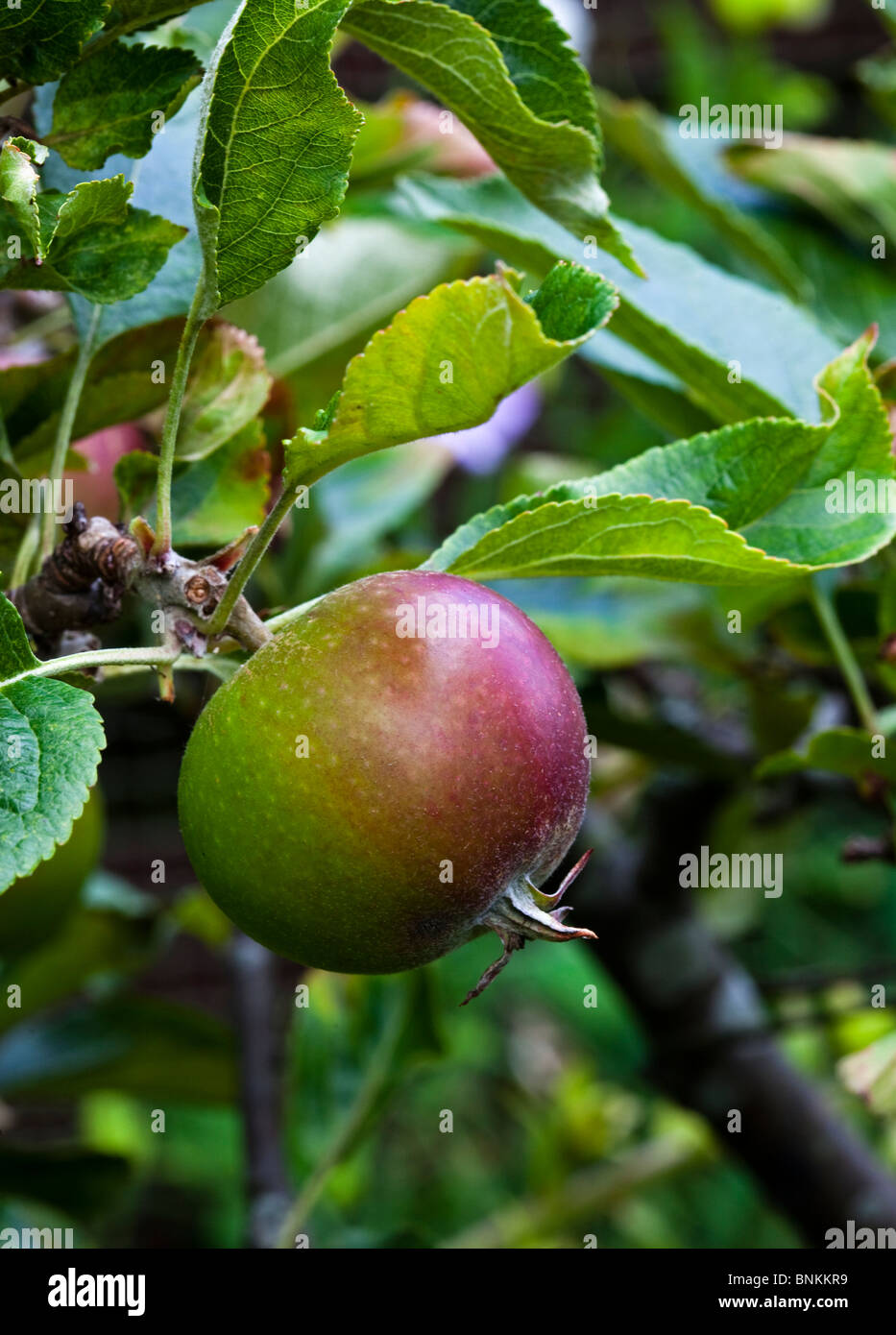 Cox's Orange Pippin apple growing on tree Stock Photo