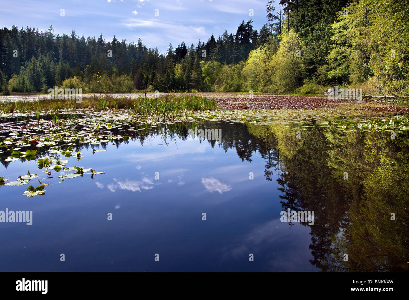 Beaver lake, Stanley Park, Vancouver Stock Photo - Alamy
