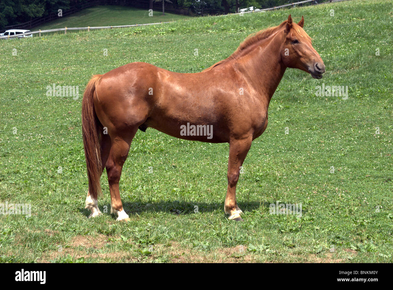 Chestnut Male Horse in Pasture Stock Photo