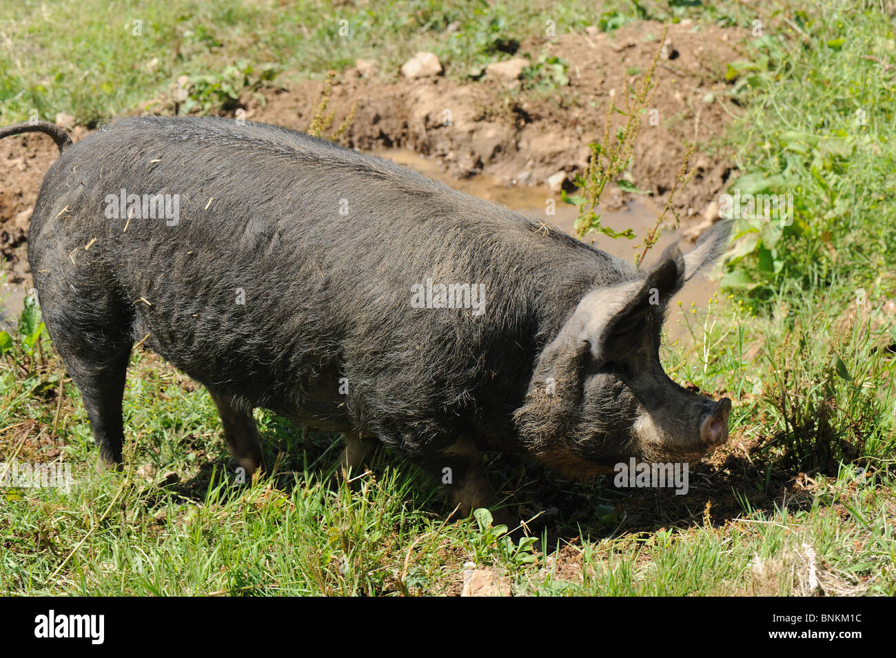 Berkshire sow beside watering hole in domestic setting Stock Photo
