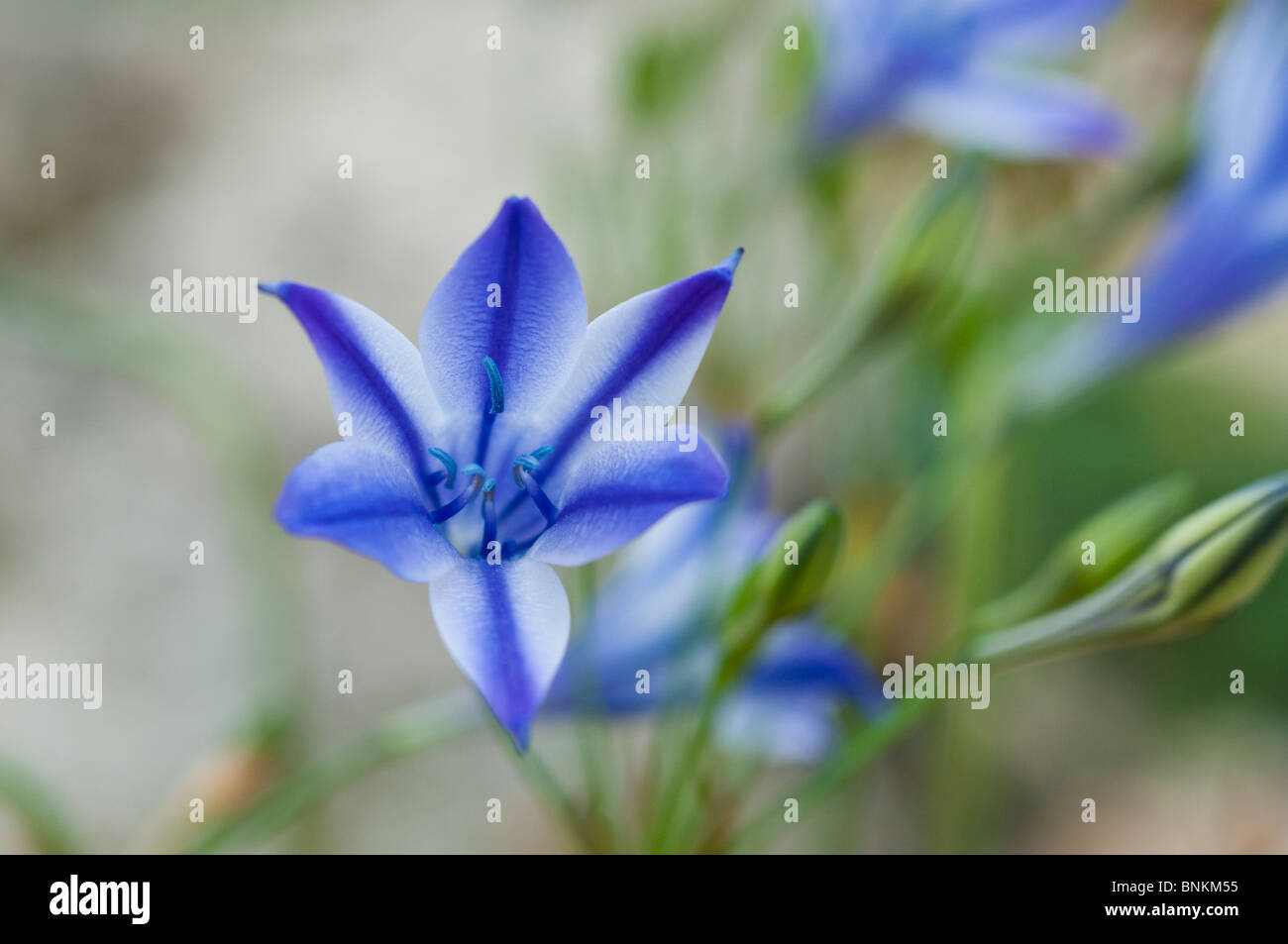 Rudy hires stock photography and images Alamy
