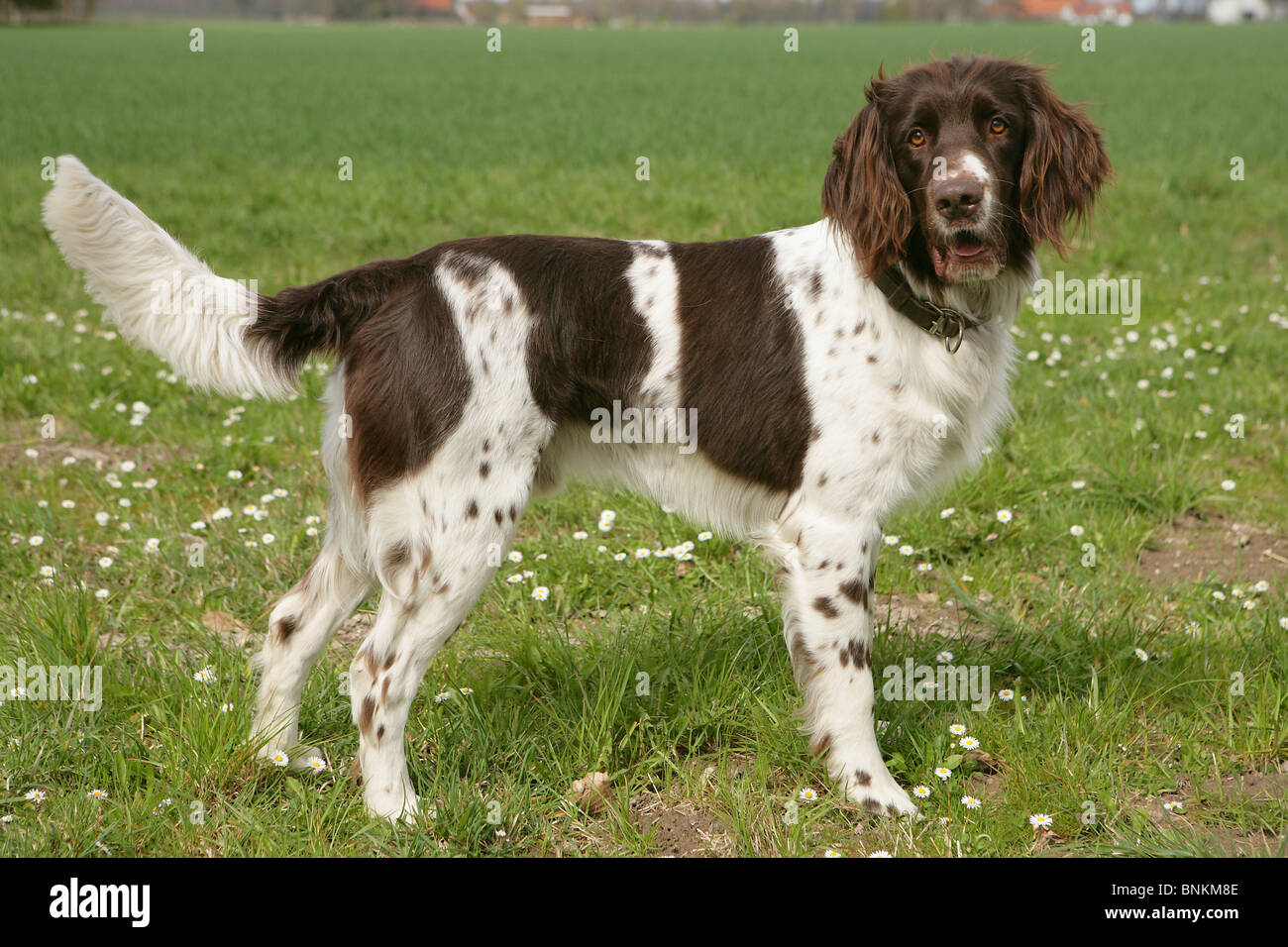German Longhaired Pointer standing on a meadow Stock Photo