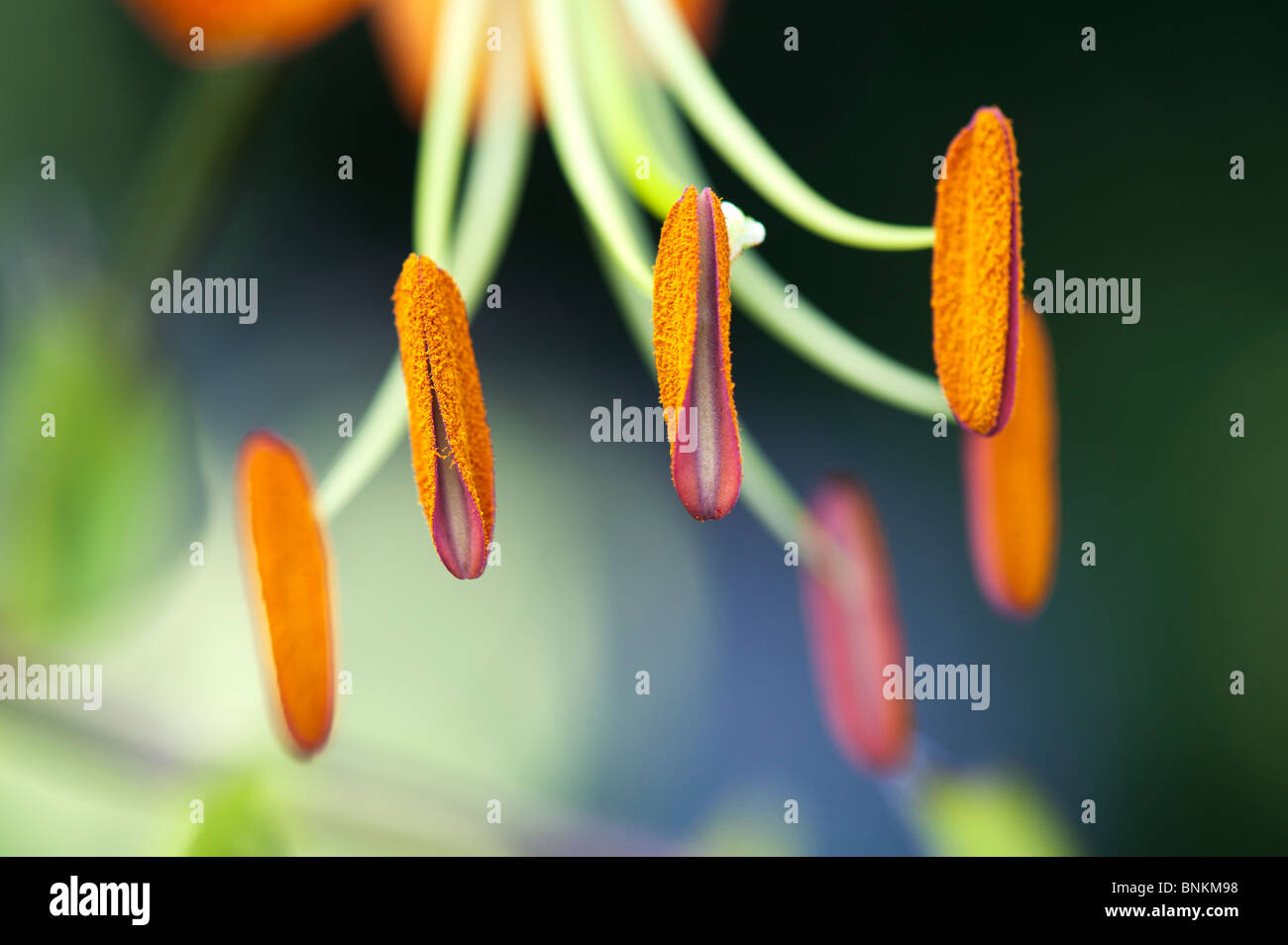 Lilium henryi. Tiger Lily / Henrys Lily flower. Detailing on stamen and anther with pollen Stock Photo