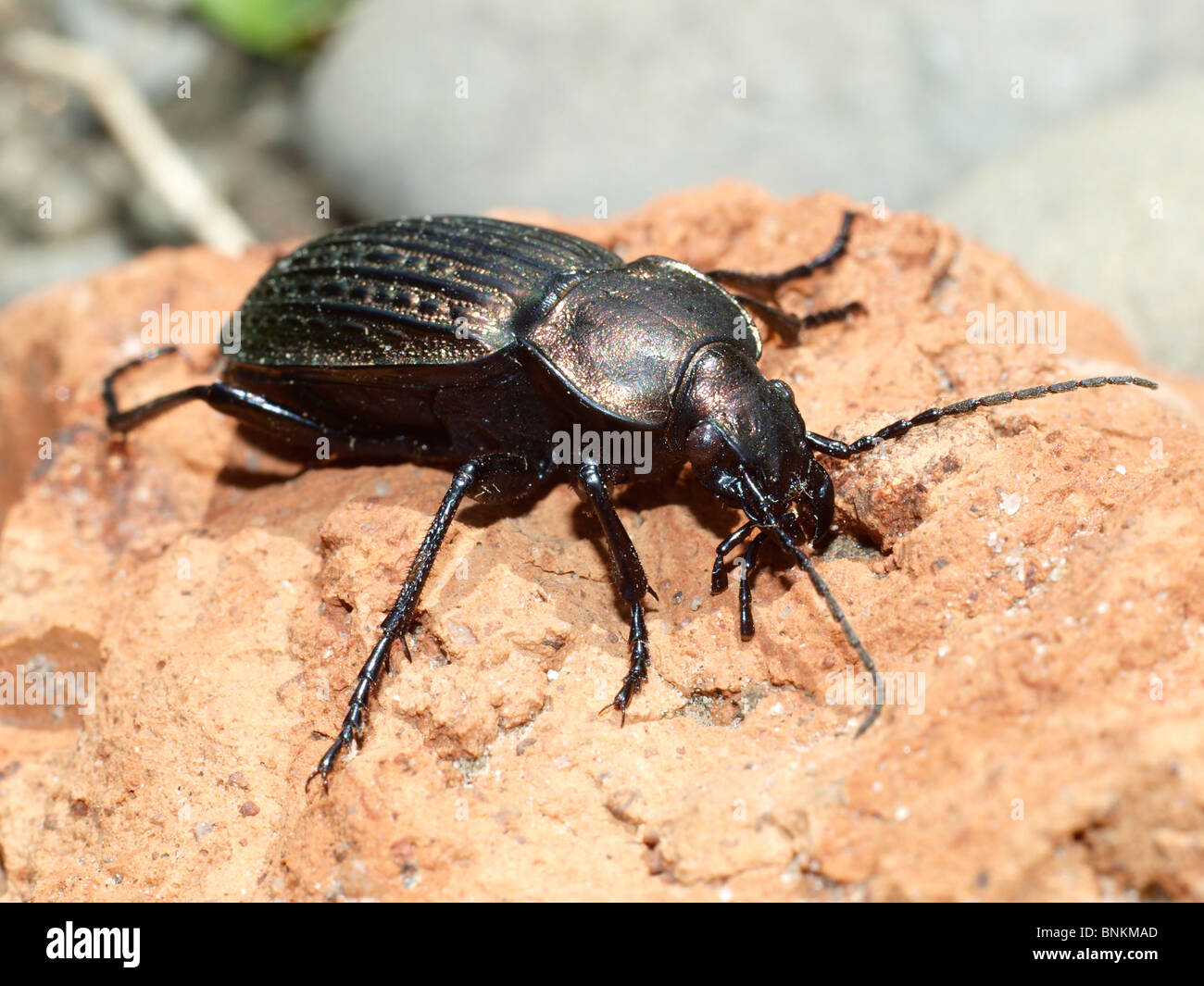 Ground beetle Stock Photo