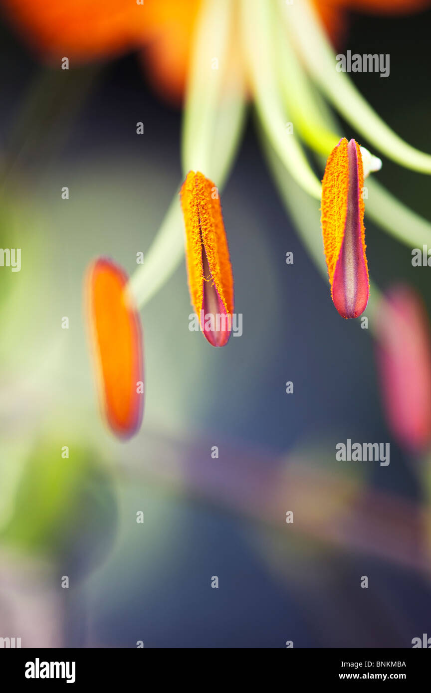 Lilium henryi. Tiger Lily / Henrys Lily flower. Detailing on stamen and anther with pollen Stock Photo