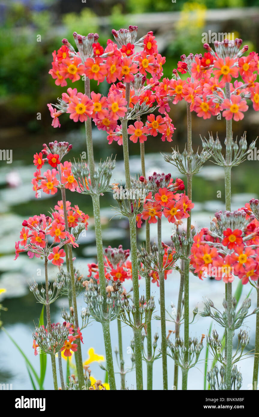 Water plants hi-res stock photography and images - Alamy