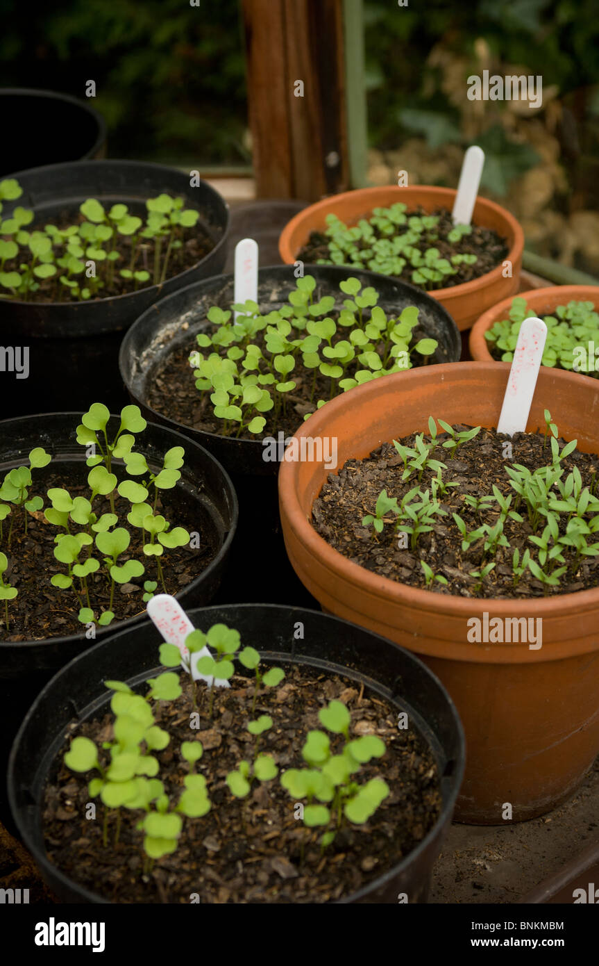 Seedlings growing hires stock photography and images Alamy