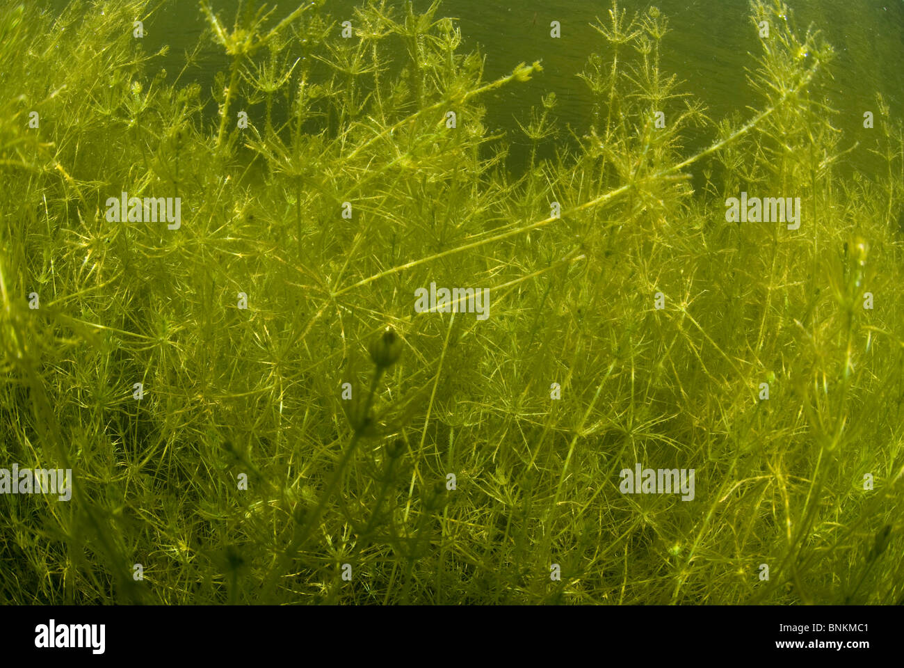 View of aquatic plants underwater, Bosherston Lily Ponds, Stackpole