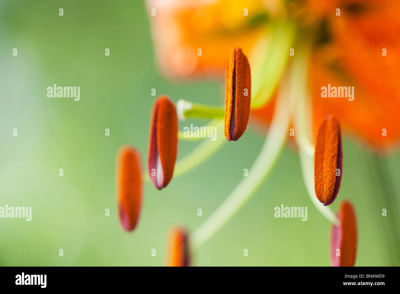 Lilium henryi. Tiger Lily / Henrys Lily flower. Detailing on stamen and anther with pollen Stock Photo