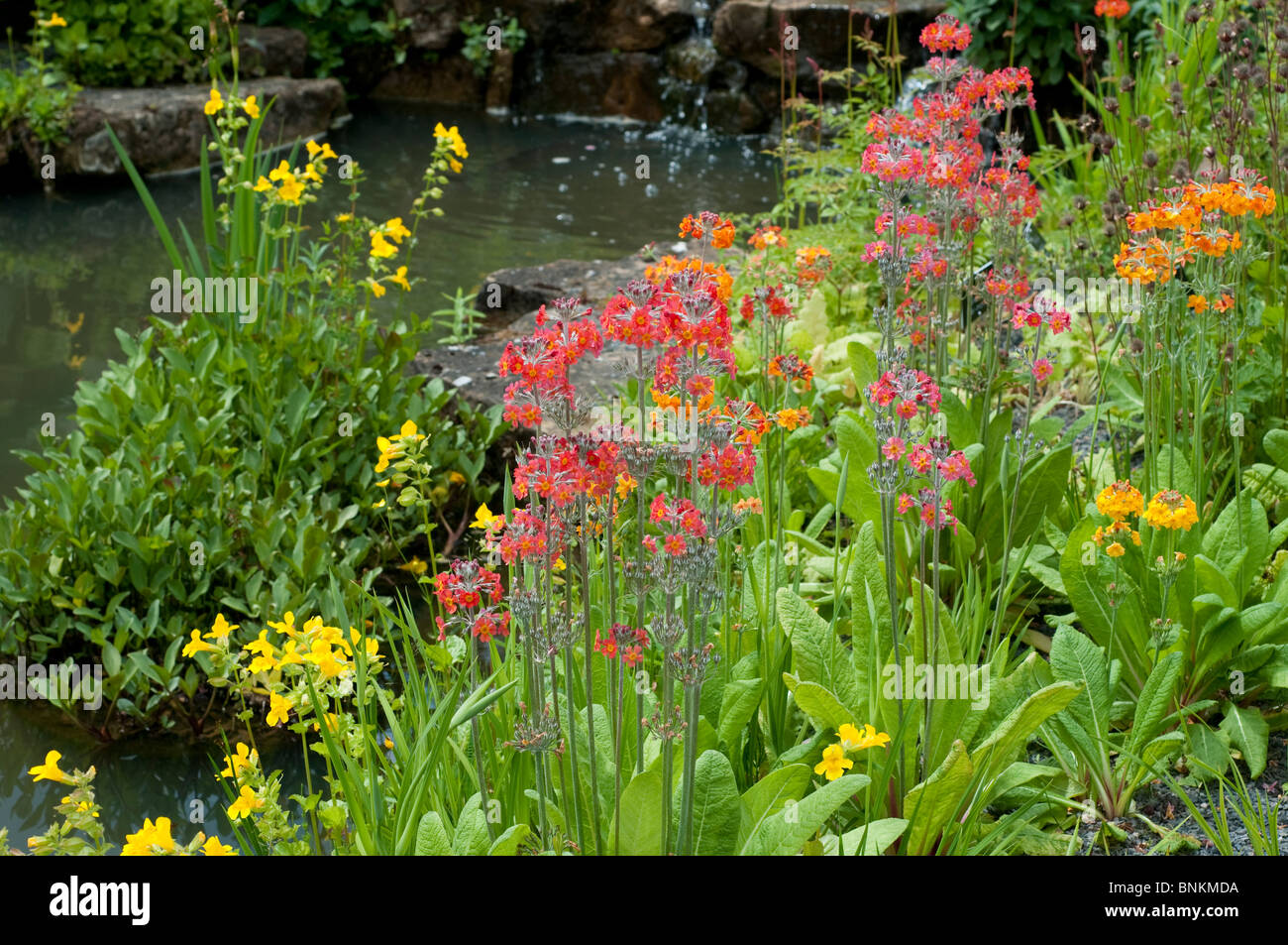Water plants hi-res stock photography and images - Alamy