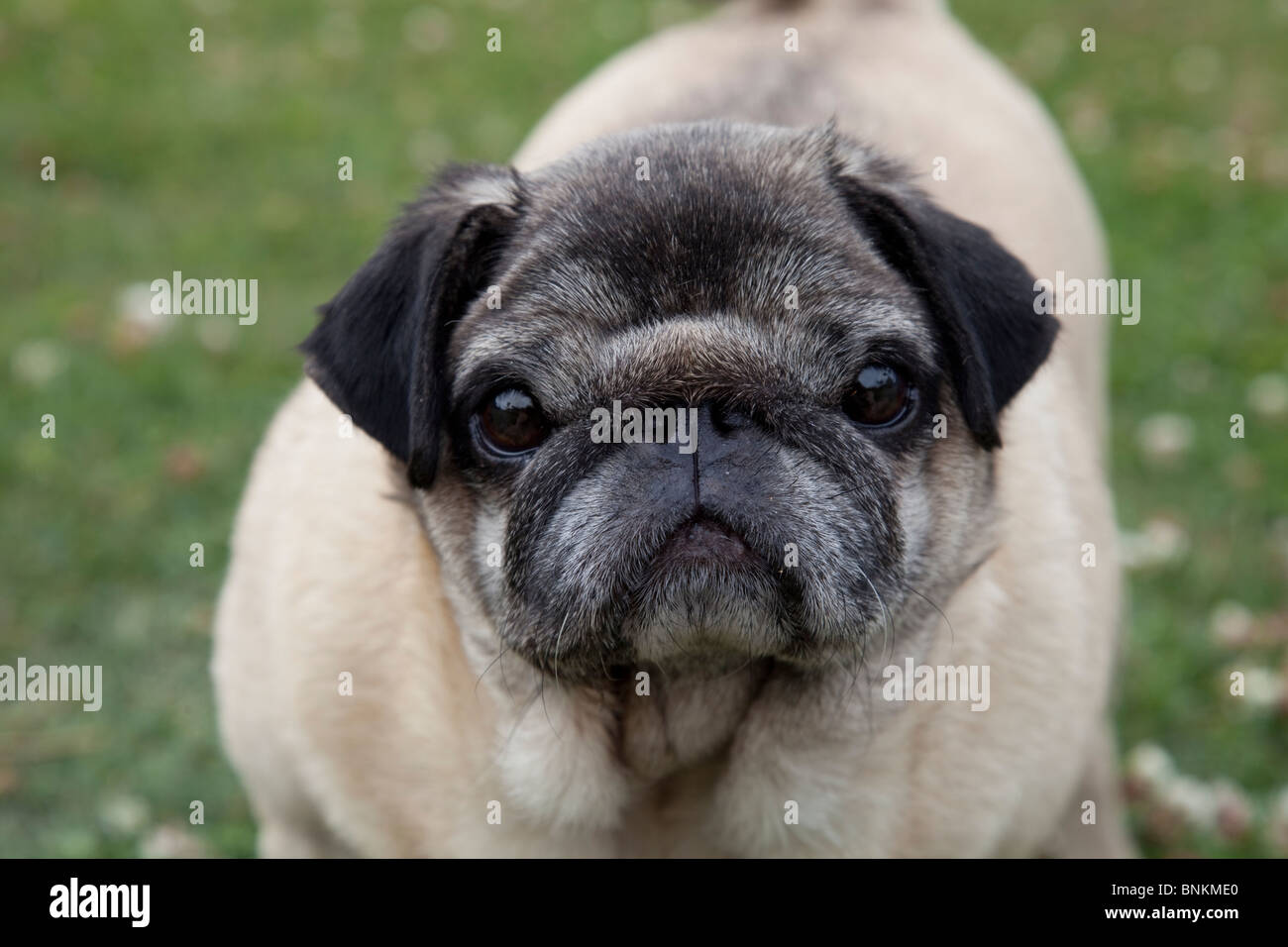 Portrait of Chinese pug a small dog with short wrinkly muzzled face and curly tail UK Stock Photo